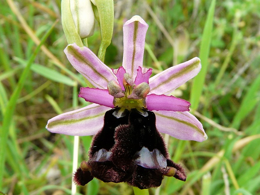 Lusus di Ophrys bertolonii